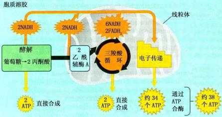 atp来着过程（atp产生的过程及场所）-图2