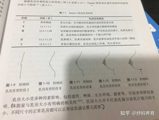 乳房发育过程图下载（乳房过程发育简介）-图2