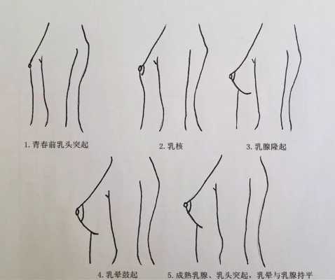 乳房发育过程图下载（乳房过程发育简介）-图3