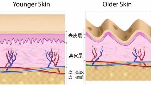 胶原蛋白代谢过程（胶原蛋白新陈代谢）-图3