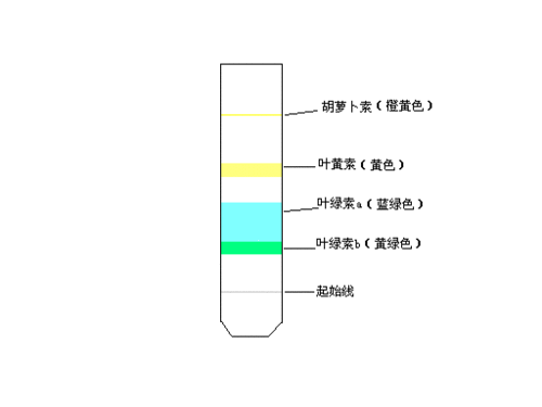 简述染料剖析的过程（简述染料剖析的过程及原理）-图3