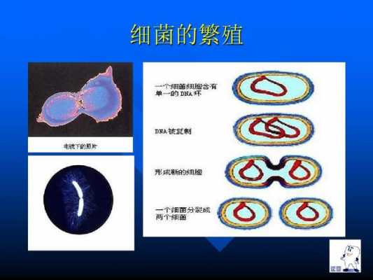 图示细菌繁殖过程（图示细菌繁殖过程包括）-图3