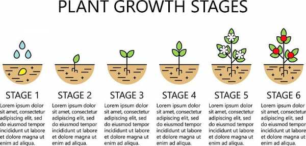 植物种过程（植物的种植步骤简图）-图1