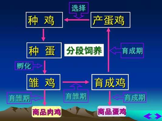 蛋鸡生产过程（蛋鸡生产过程中用药成本）-图2