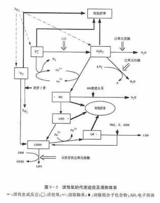 氧气代谢过程（氧气代谢过程图解）-图1