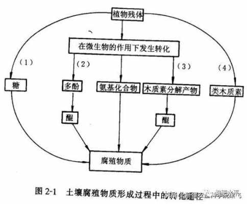 土壤有机质的转化过程（土壤有机质的转化过程包括什么和腐殖质化过程）-图1