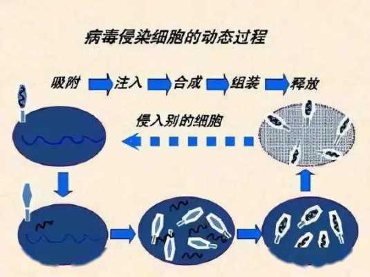 病毒侵染细胞过程动画（病毒侵染细胞5个步骤简图）-图2