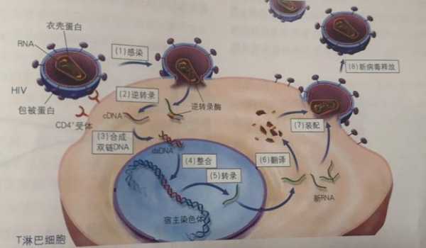 病毒侵染细胞过程动画（病毒侵染细胞5个步骤简图）-图3