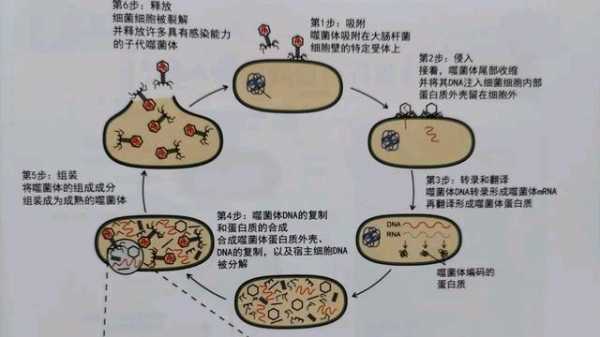 病毒侵染细胞过程动画（病毒侵染细胞5个步骤简图）-图1