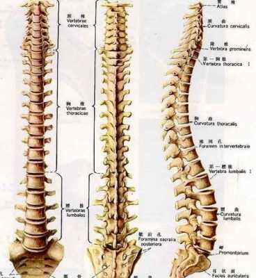 抽脊椎液的过程（脊椎抽水是什么意思）-图2