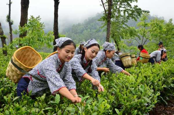 远足采茶过程（采茶寻远涧是什么意思）-图1