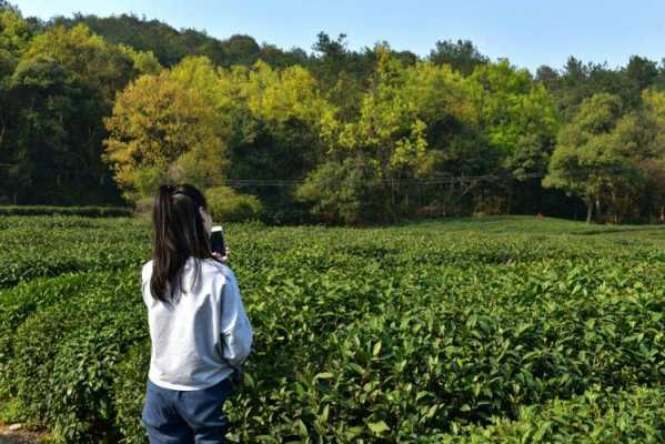 远足采茶过程（采茶寻远涧是什么意思）-图2