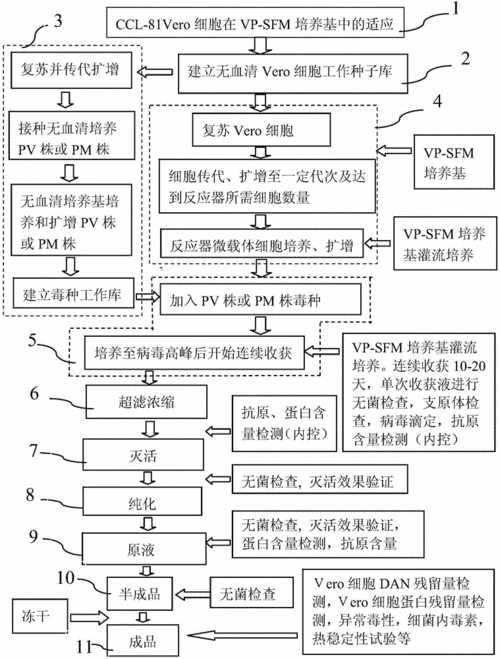 抗血清的制备过程（抗血清的制备过程图）-图1