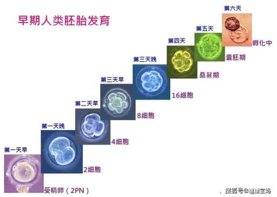 胚胎学发育过程（总结胚胎的发育过程）-图3