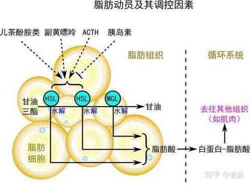 脂肪氧化过程产物（脂肪氧化后变成什么）-图1