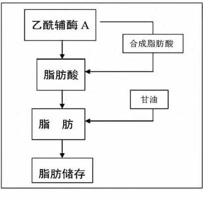 脂肪氧化过程产物（脂肪氧化后变成什么）-图3