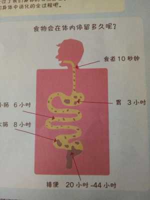 食物的消化过程时间（食物的消化时间跟顺序）-图3