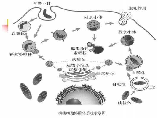 溶酶体溶解细胞过程（溶酶体能分解什么保证细胞的功能稳定）-图1