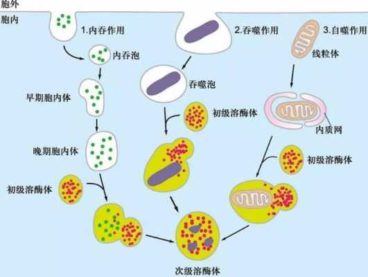 溶酶体溶解细胞过程（溶酶体能分解什么保证细胞的功能稳定）-图2