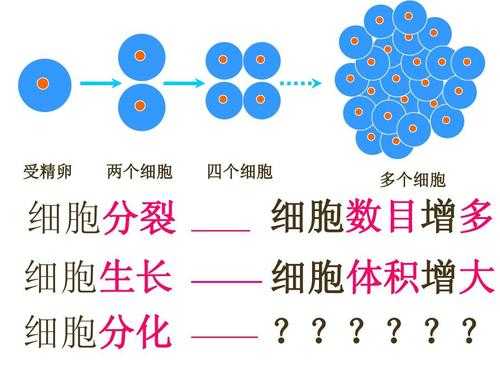 细胞分化生长的过程（细胞分化形成的时期）-图2