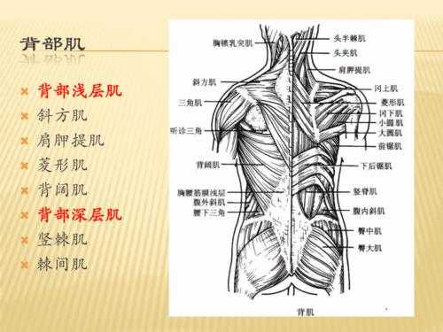 腰教学过程（腰门教学设计）-图3