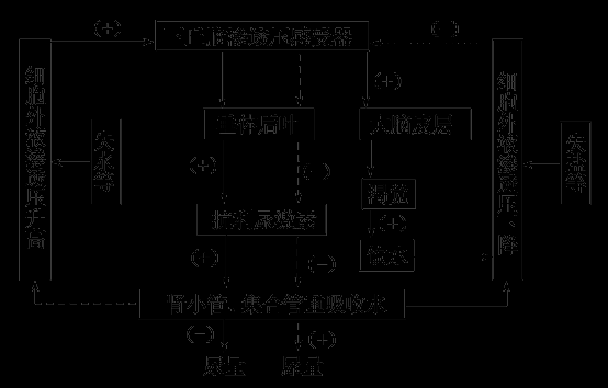 抗利尿激素的过程（抗利尿激素过程图解）-图3