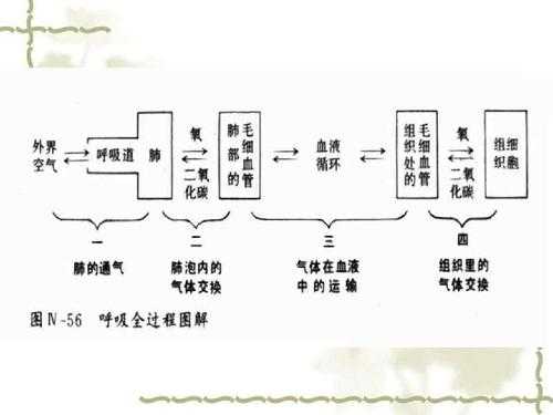 气体交换的过程（体内气体交换的过程）-图3