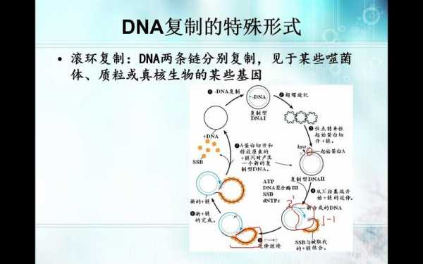 d环复制过程（D环复制过程）-图2