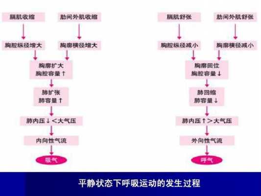 平静呼吸过程表示（平静呼吸的过程及基本原理）-图2