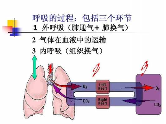 肺通气原理和过程（肺通气的原理）-图2