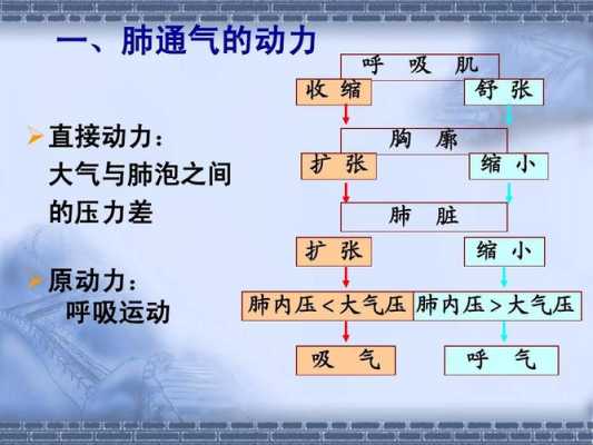 肺通气原理和过程（肺通气的原理）-图1