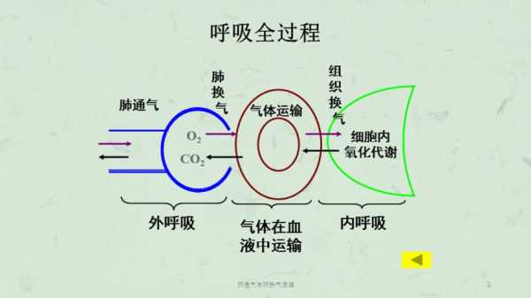 肺通气原理和过程（肺通气的原理）-图3