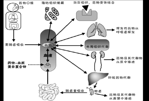 药物ADME过程（药物的adme过程）-图2