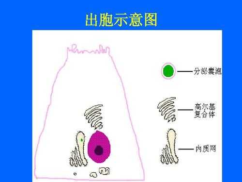 生物学过程（物质出胞的生物学过程）-图1