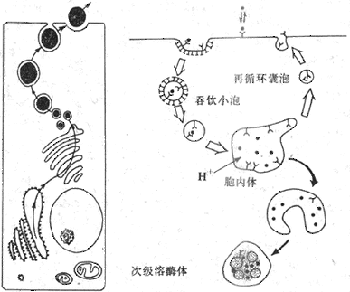 生物学过程（物质出胞的生物学过程）-图2