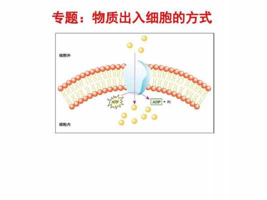 生物学过程（物质出胞的生物学过程）-图3