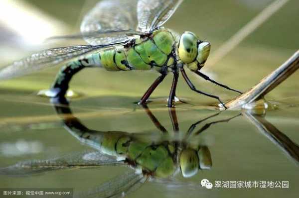 蜻蜓产卵的过程图片（蜻蜓产卵的时间是哪一个季节）-图2