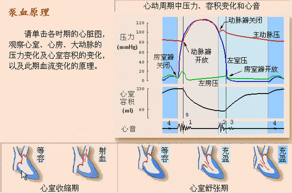 等容期过程（等容收缩期是指从什么到什么时期）-图1