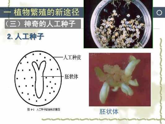 胚状体形成过程（胚状体是怎么形成的）-图1