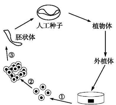 胚状体形成过程（胚状体是怎么形成的）-图2