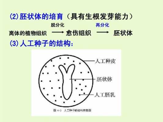 胚状体形成过程（胚状体是怎么形成的）-图3