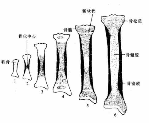 骨头怎么生长过程（骨头生长需要什么条件）-图3