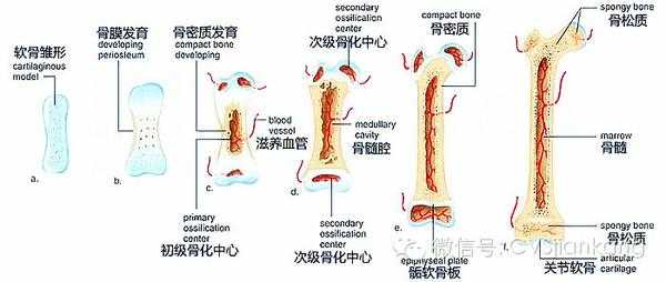 骨头怎么生长过程（骨头生长需要什么条件）-图2