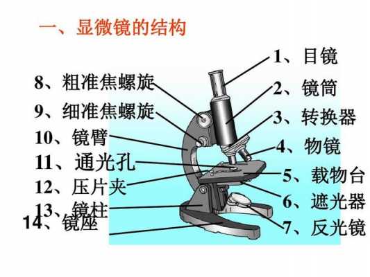 显微镜的操作过程（显微镜的操作过程规范的是）-图3