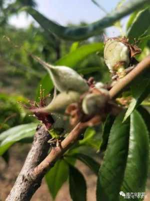 桃树花苞形成过程（桃树花苞干怎么回事）-图2