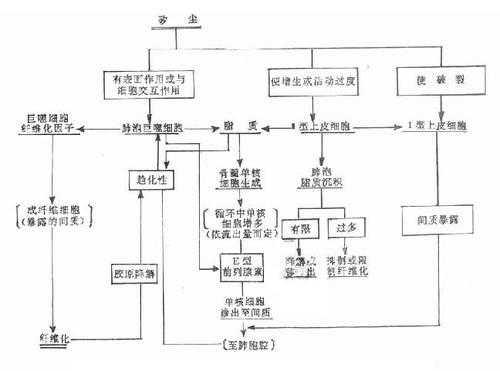 试述矽肺的形成过程（矽肺的形成原因细胞生物学）-图3