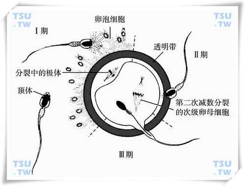 标志受精过程即将完成（受精作用的完成标志）-图3