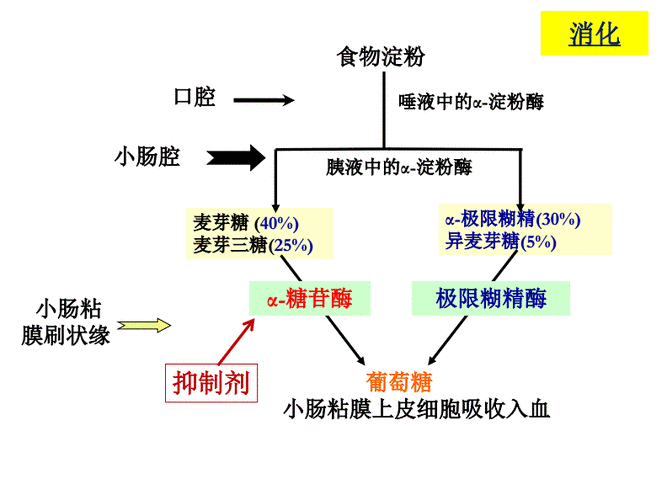 糖消化的过程（糖消化的过程是什么）-图1