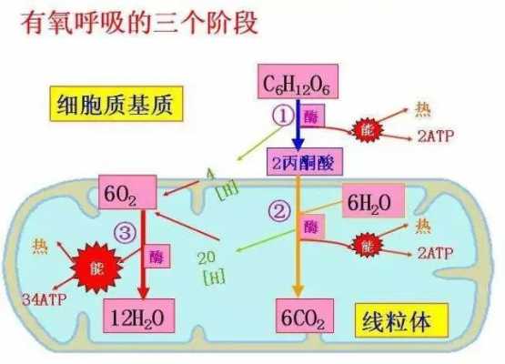 探究有氧呼吸的过程（探究有氧呼吸过程的实验顺序是）-图3