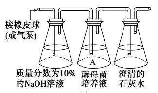 探究有氧呼吸的过程（探究有氧呼吸过程的实验顺序是）-图2